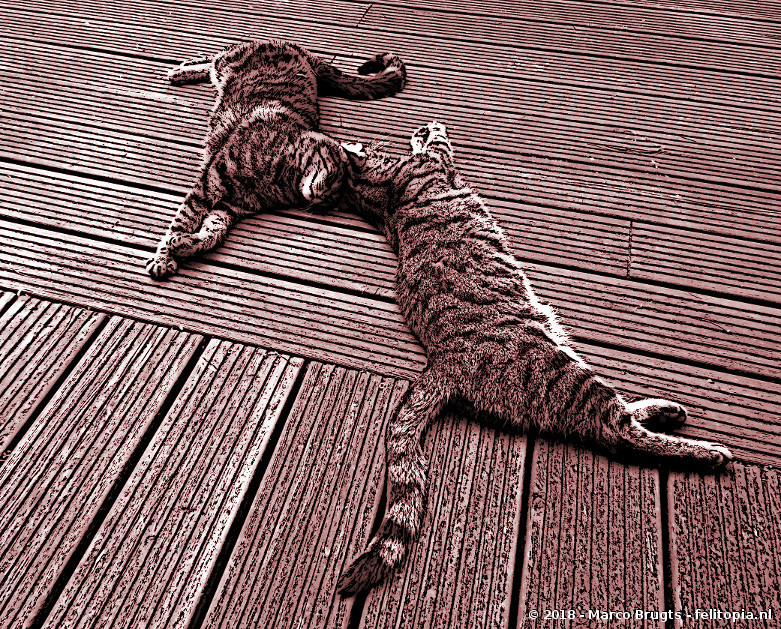 composition with two cats
